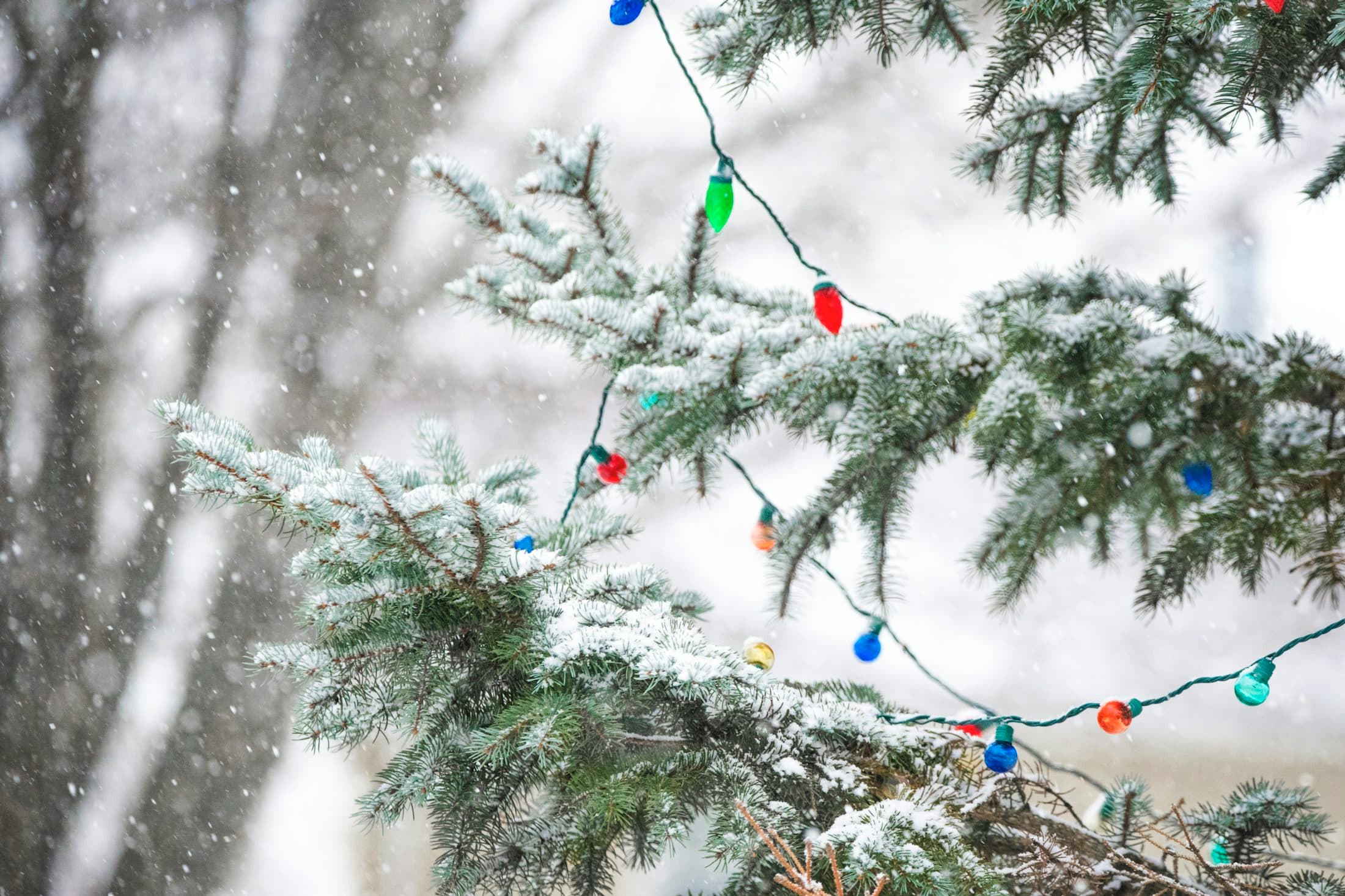 Snow falling on evergreen branches strung with old-fashioned colored holiday lights