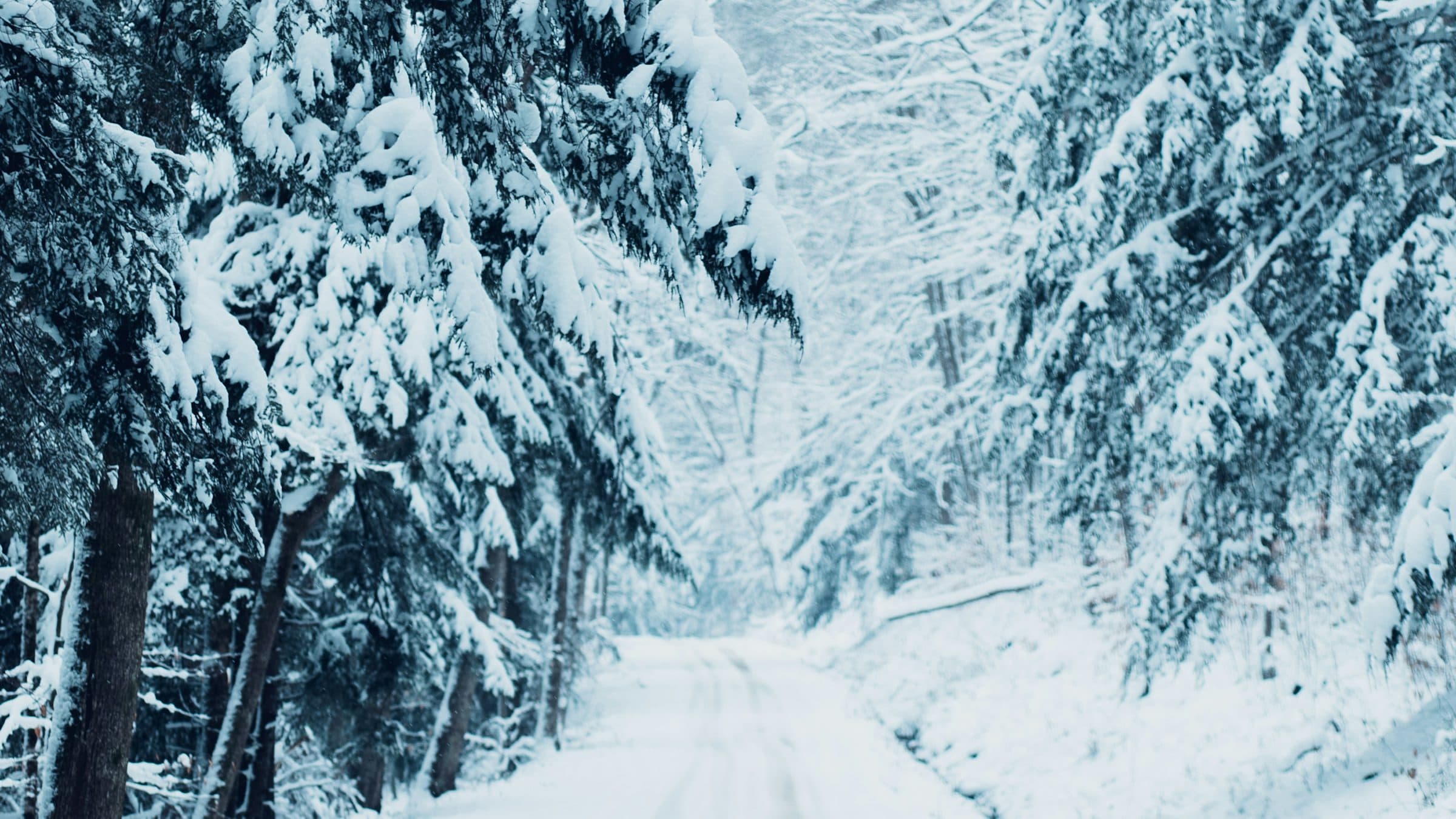 A snow-covered Pennsylvania back road running between hemlocks heavy with fresh snow